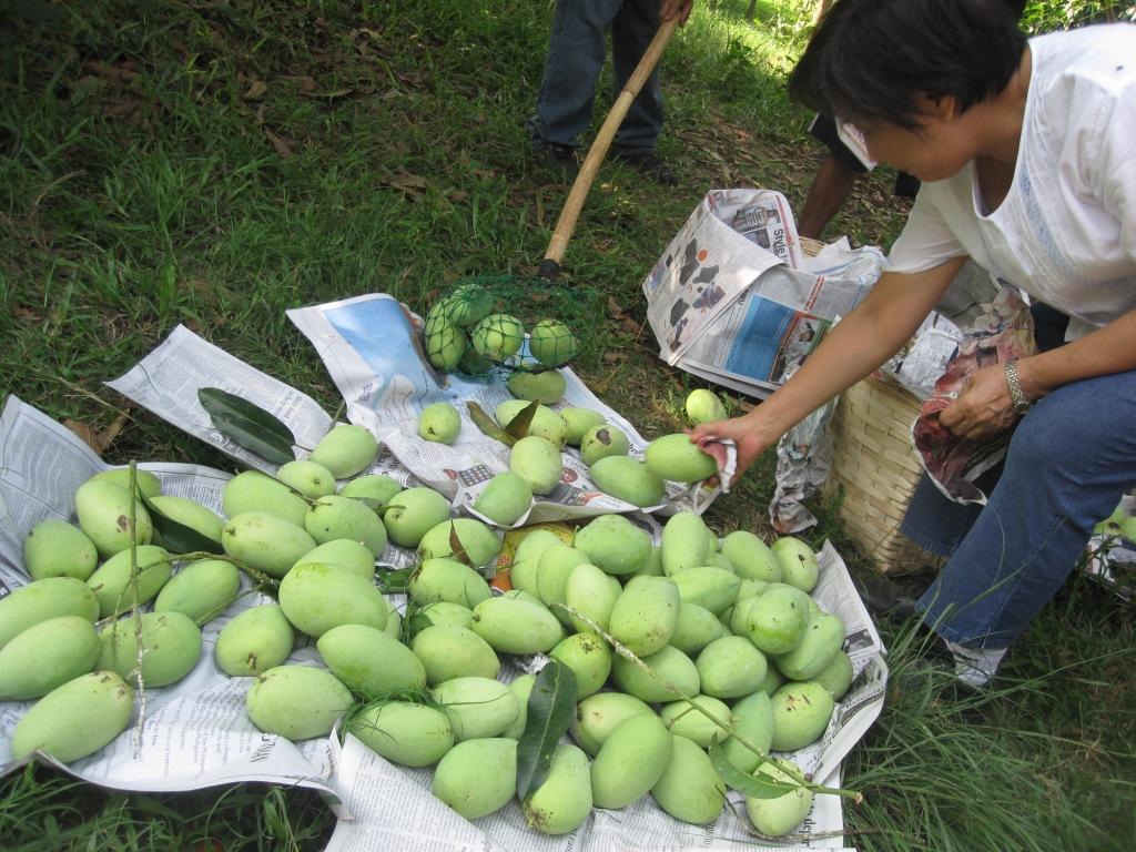 Organic Fruits And Vegetables Philippines Mango Orchard